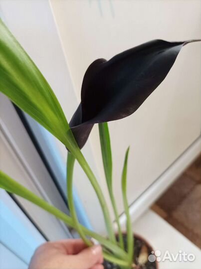 Луковичные растения