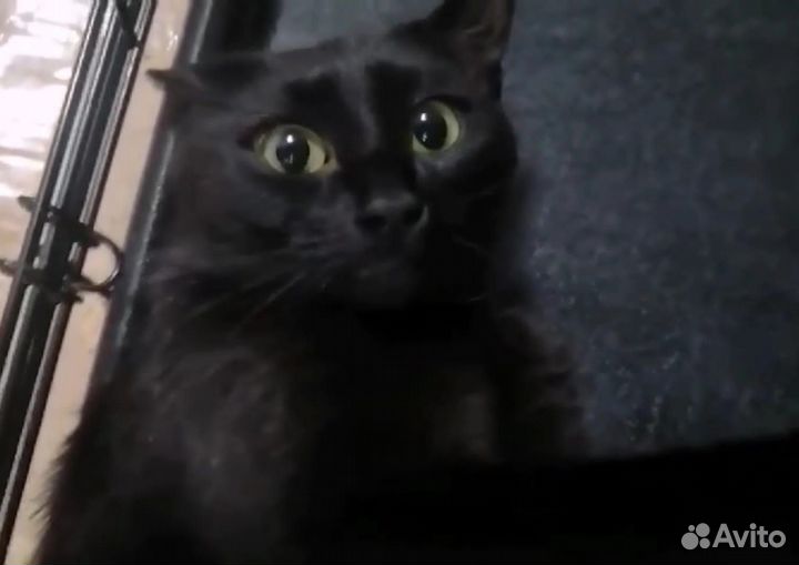 Кошка ищет хозяев