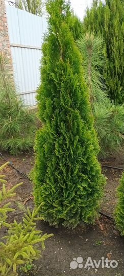 Туи смарагд