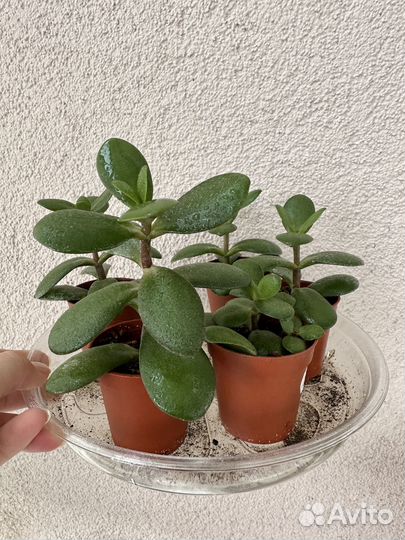 Денежное дерево