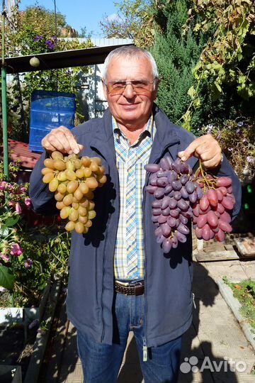 Двухлетние саженцы винограда