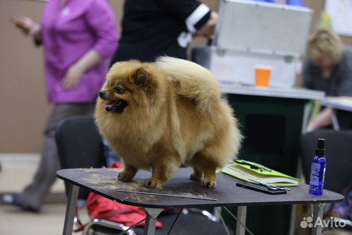 Профессиональный груминг шпицев