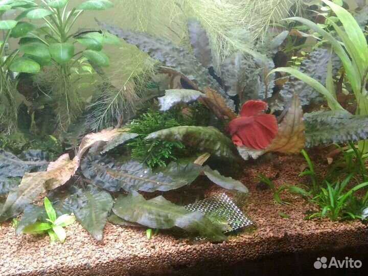 Аквариумные растения