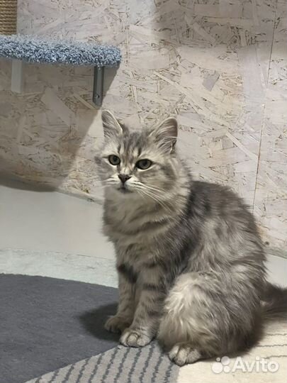 Кошка в дар бесплатно