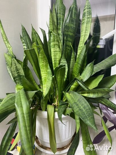 Сансевиерия. Тещин язык