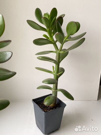 Денежное дерево толстянка крассула