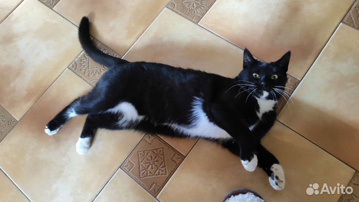 Кошечка Барбара, 9 мес, в дар