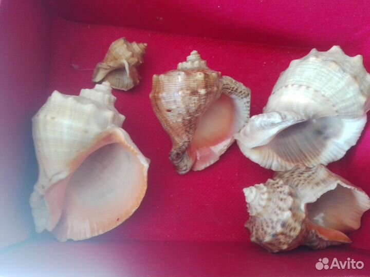 Ракушки