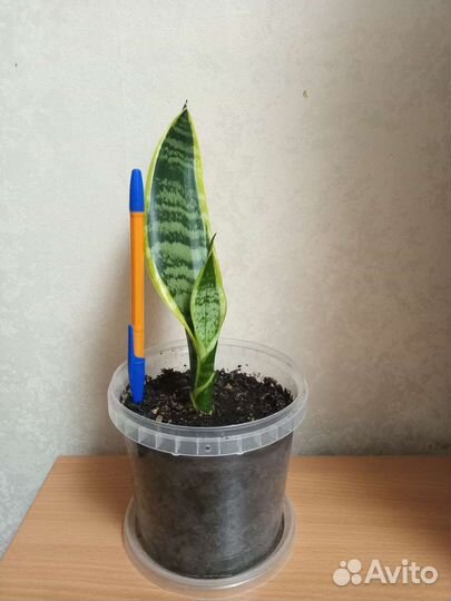 Сансевиерия,бегония