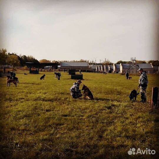 Дрессировка собак