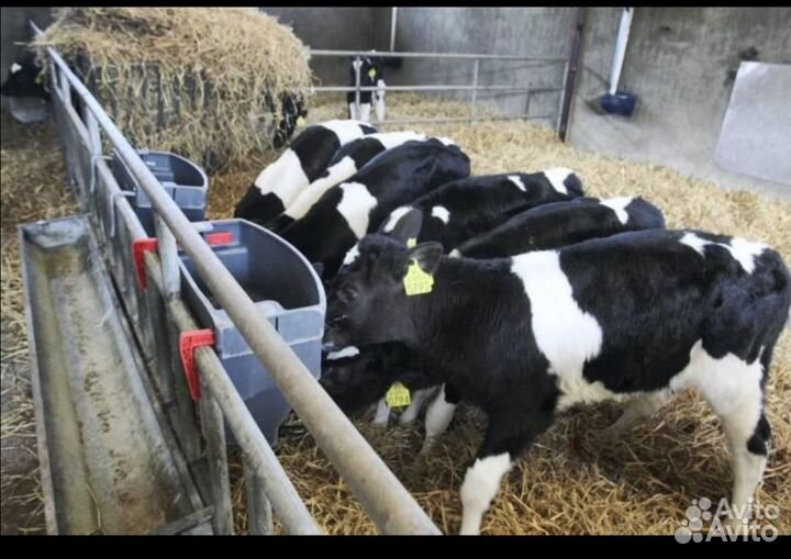 Бычки на откорм