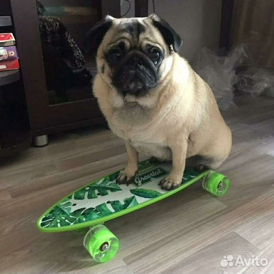 Скейтборд и серфскейт новые