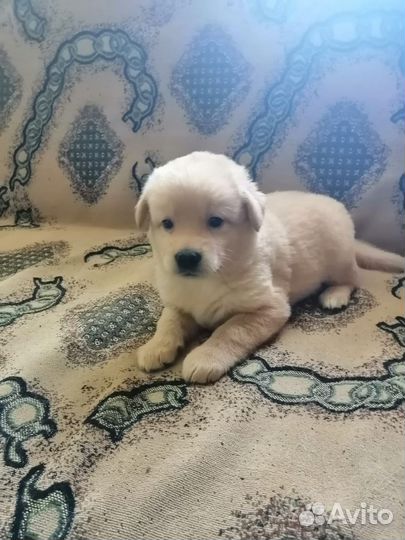 Щеночки в добрые руки