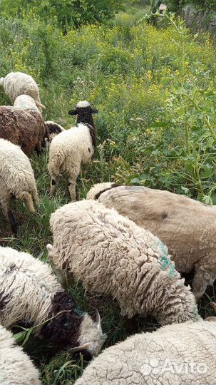Овцы бараны ягнята