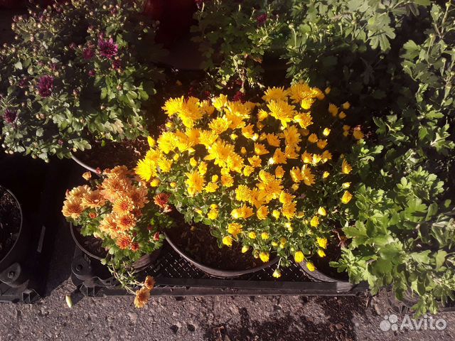 Саженцы хризантемы зкс кустовой,мультифлоры
