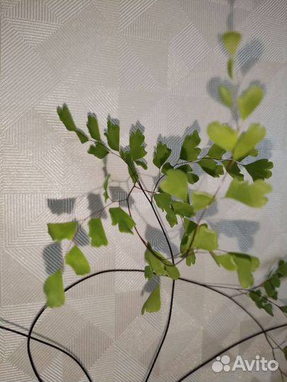 Папоротник