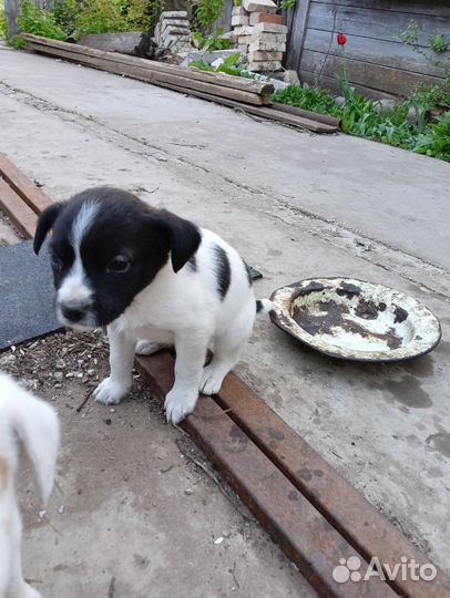 Собаки щенки