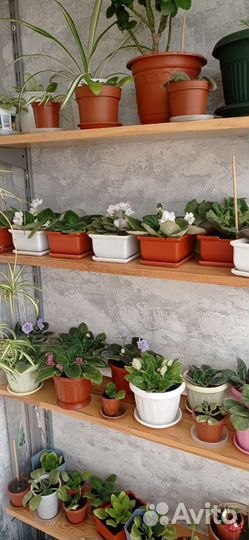 Хлорофитум