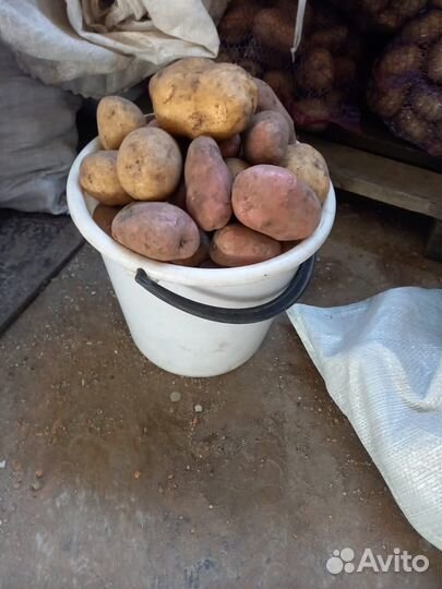Продам картофель со своего огорода