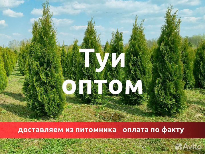 Туи из питомника