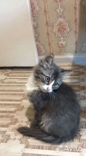 Очаровательный котёнок в добрые руки