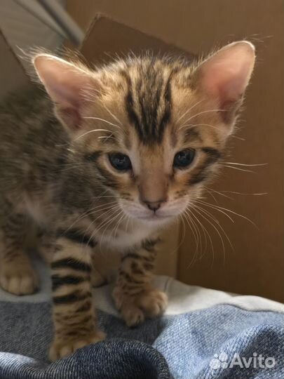 Бенгальская леопардовая кошка
