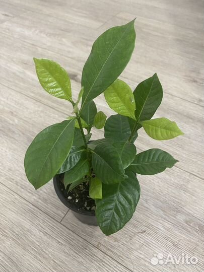 Гардения жасминовидная