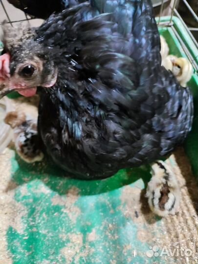 Курица с цыплятами бентамка