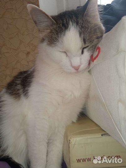Кошка в дар