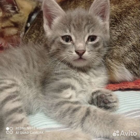Кошки в добрые руки бесплатно
