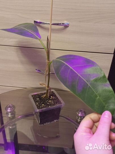 Фикус (можно набором и отдельно)