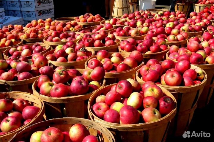 Сборщик яблок. Вахта