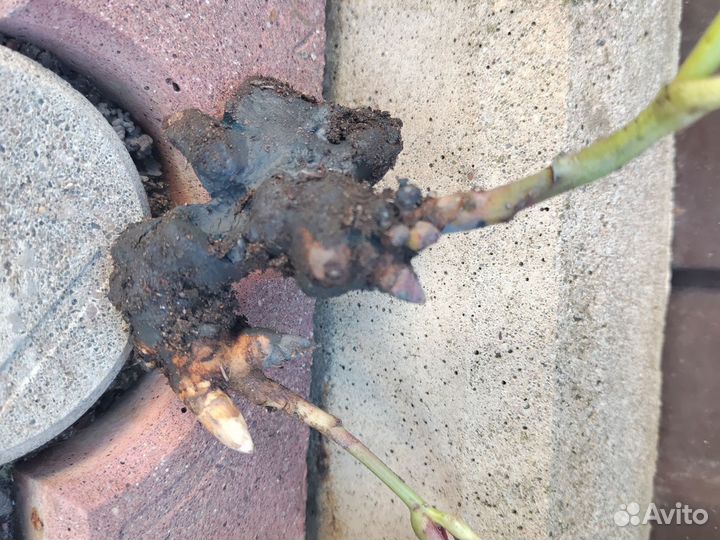 Пионы саженцы