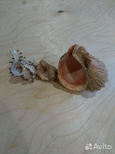 Ракушки в аквариум