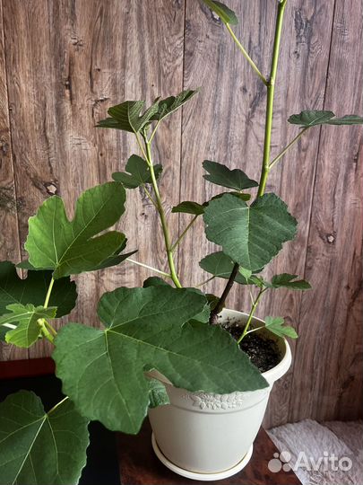 Инжир комнатный