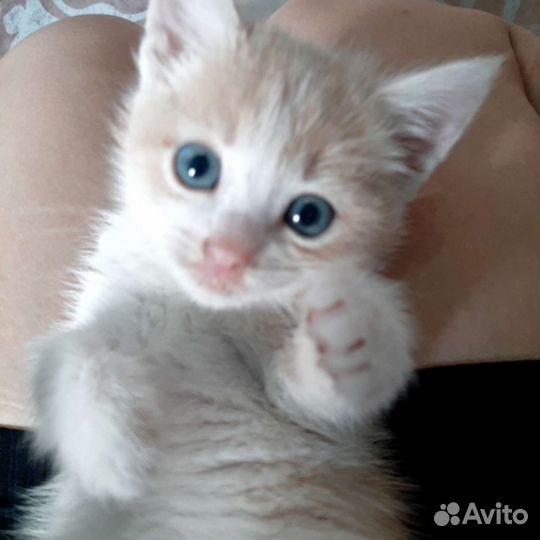 Кошки в добрые руки бесплатно