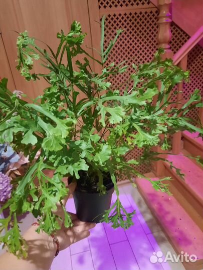 Птерис критский