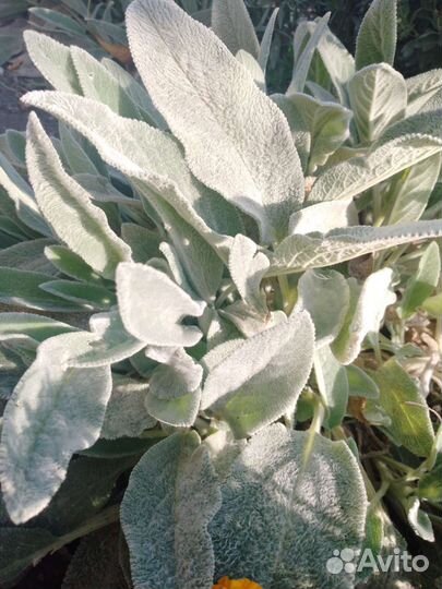 Чистый (стахис)многолетний