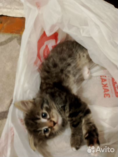 Котята в добрые руки