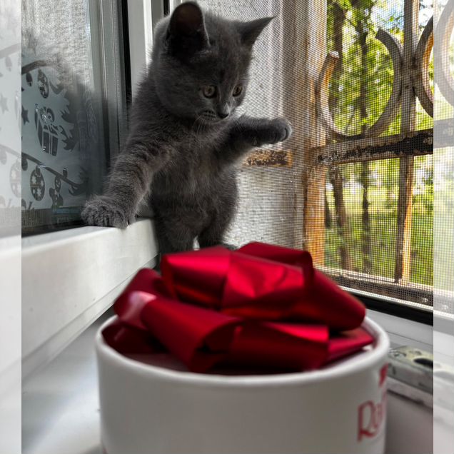 Британский короткошёрстный котёнок