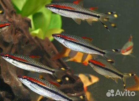 Барбус Денисони