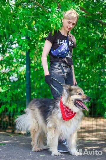 Красавчик Бароша ищет дом