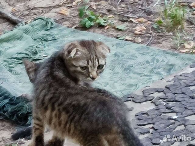 Шотландский котенок Томас 2,5мес мальчик