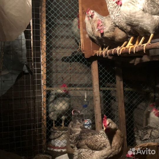 Борковская, китайская шелк., голошейка, бройлеры