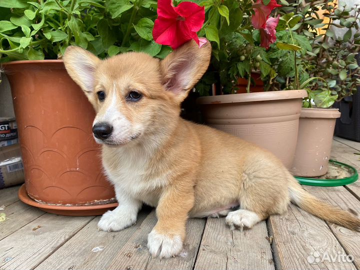 Девочка корги