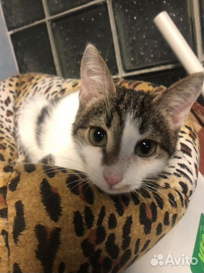 Кошки в добрые руки бесплатно