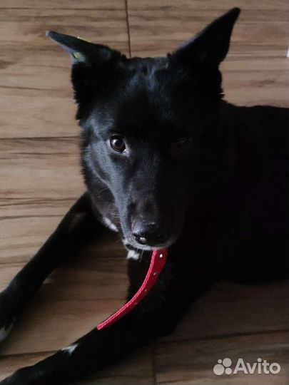 Чернушка в добрые руки