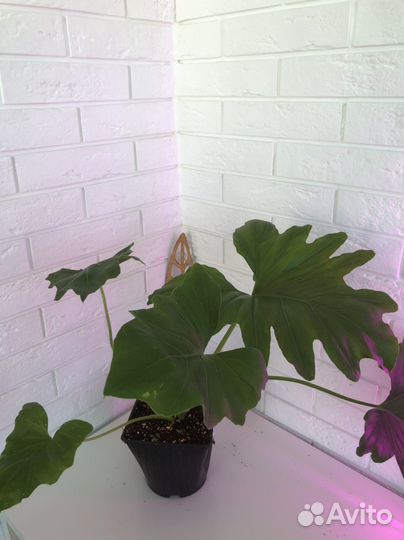 Филодендрон Селло