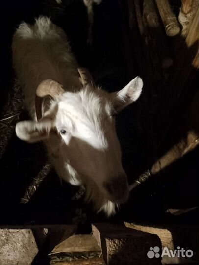 Зааненская коза