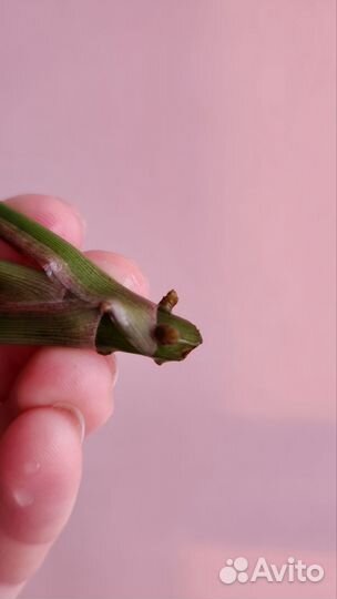 Сингониум неон